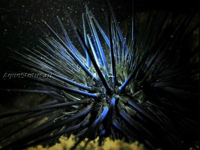 Ёж диадема (Echinothrix diadema)