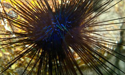 Ёж диадема (Echinothrix diadema)
