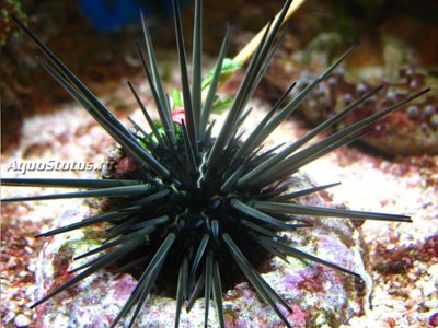 Ёж диадема (Echinothrix diadema)