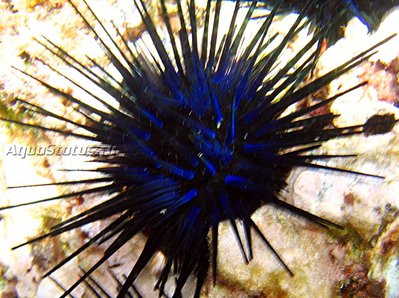 Ёж диадема (Echinothrix diadema)