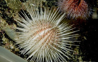 Ёж Длинноиглый морской (Echinus acutus)