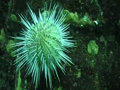 Ёж Длинноиглый морской (Echinus acutus)