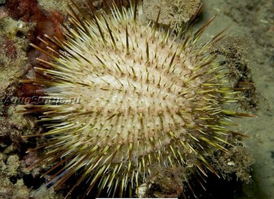 Ёж Длинноиглый морской (Echinus acutus)