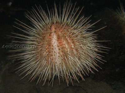 Ёж Длинноиглый морской (Echinus acutus)