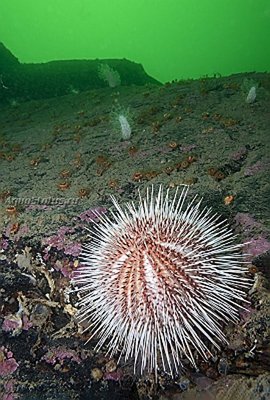 Ёж Длинноиглый морской (Echinus acutus)
