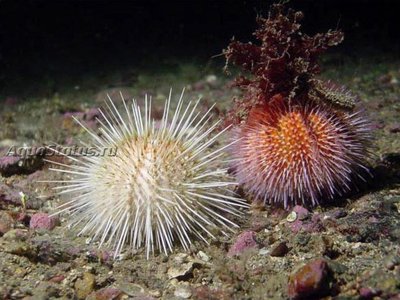 Ёж Длинноиглый морской (Echinus acutus)