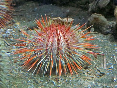 Ёж Длинноиглый морской (Echinus acutus)