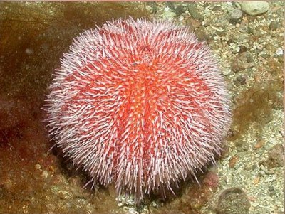Фото Ёж морской Echinus esculentus  (photo#142154)