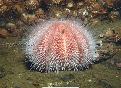 Фото Ёж морской Echinus esculentus  (photo#142155)