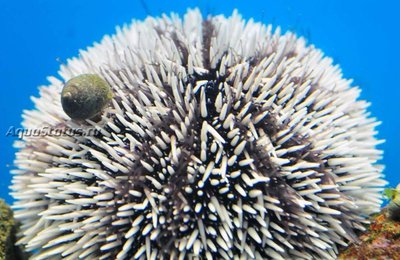 Фото Ёж морской Echinus esculentus  (photo#142157)
