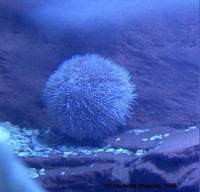 Фото Ёж морской Echinus esculentus  (photo#142159)