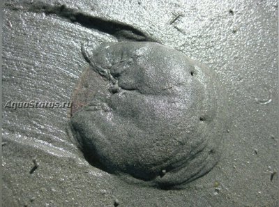 Фото Ёж Новозеландский песочный доллар Fellaster zelandiae  (photo#142209)