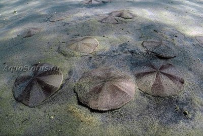 Фото Ёж Новозеландский песочный доллар Fellaster zelandiae  (photo#142210)