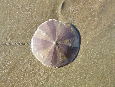 Фото Ёж Новозеландский песочный доллар Fellaster zelandiae  (photo#142212)