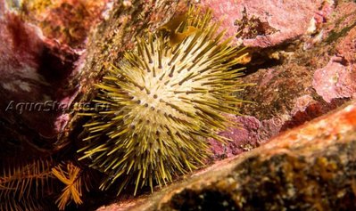 Фото Ёж морской Heliocidaris erythrogramma  (photo#142218)