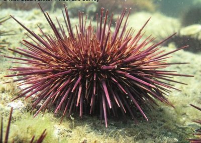 Фото Ёж морской Heliocidaris erythrogramma  (photo#142219)