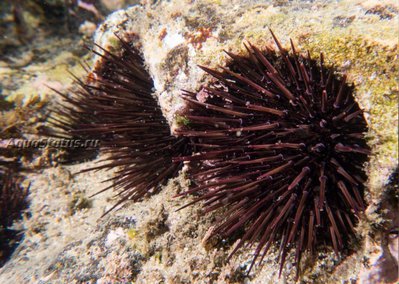 Фото Ёж морской Heliocidaris erythrogramma  (photo#142220)