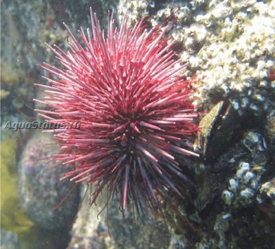 Фото Ёж морской Heliocidaris erythrogramma  (photo#142221)