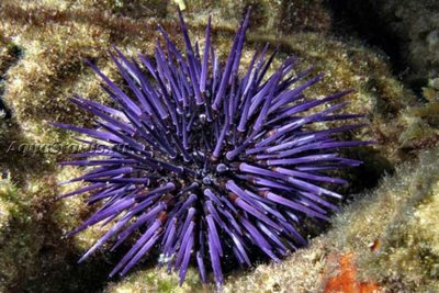 Фото Ёж морской Heliocidaris erythrogramma  (photo#142222)