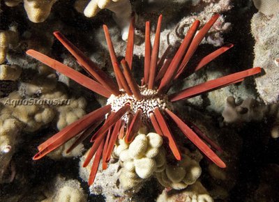 Ёж морской ( Heterocentrotus mamillatus Style)