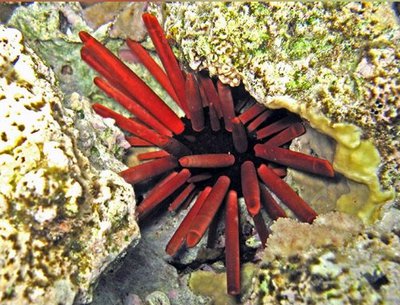 Ёж морской ( Heterocentrotus mamillatus Style)