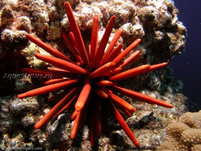 Ёж морской ( Heterocentrotus mamillatus Style)