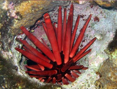 Ёж морской ( Heterocentrotus mamillatus Style)