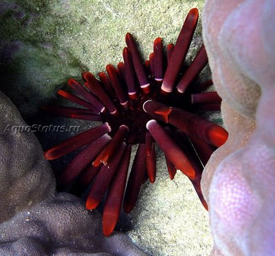 Ёж морской ( Heterocentrotus mamillatus Style)