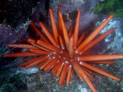 Ёж морской ( Heterocentrotus mamillatus Style)