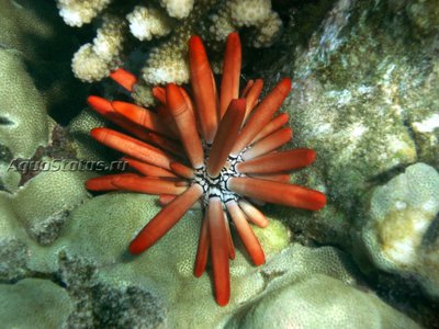 Ёж морской ( Heterocentrotus mamillatus Style)