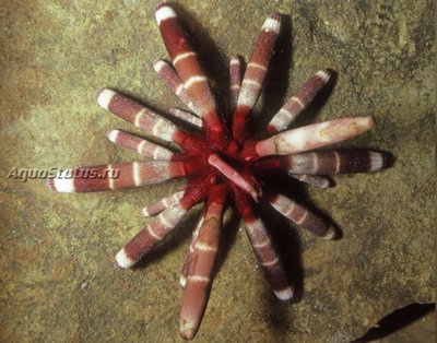 Ёж морской ( Heterocentrotus mamillatus Style)