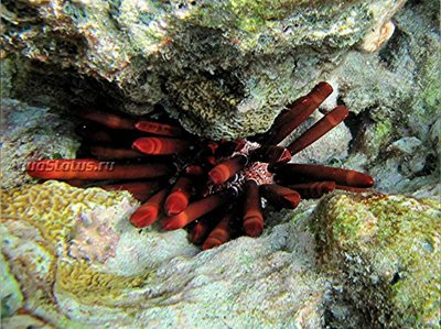 Ёж морской ( Heterocentrotus mamillatus Style)