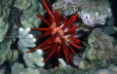 Ёж морской ( Heterocentrotus mamillatus Style)