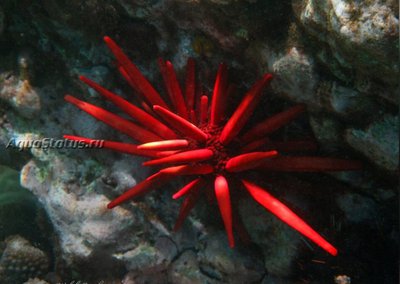 Ёж морской ( Heterocentrotus mamillatus Style)