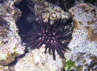 Ёж морской ( Heterocentrotus mamillatus Style)