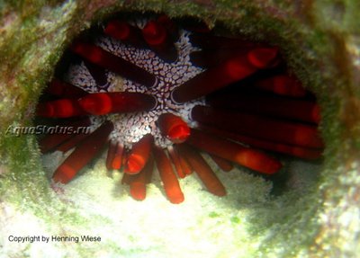 Ёж морской ( Heterocentrotus mamillatus Style)