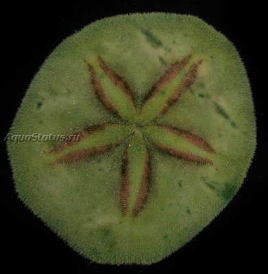 Ёж Песочный доллар ( Jacksonaster depressum )