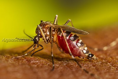 Чикунгунья (Chikungunya virus, CHIKV)