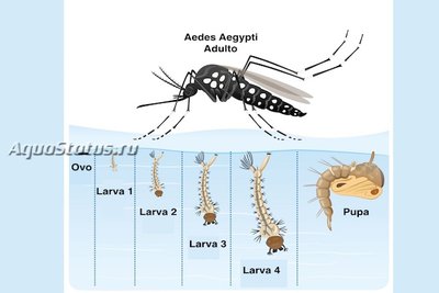 Чикунгунья (Chikungunya virus, CHIKV)