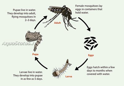 Чикунгунья (Chikungunya virus, CHIKV)