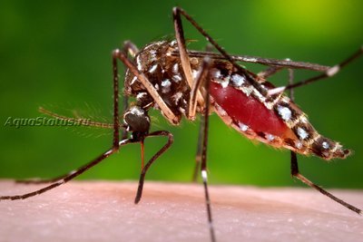 Чикунгунья (Chikungunya virus, CHIKV)