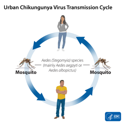 Чикунгунья (Chikungunya virus, CHIKV)