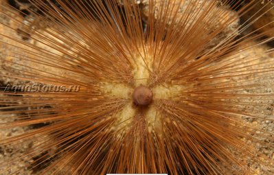 Ёж Тонкоиглый ( Leptodiadema purpureum )