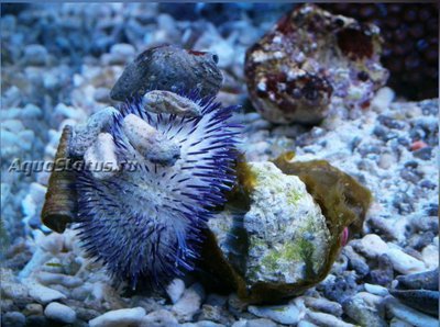 Фото Ёж Зеленый морской Lytechinus variegatus  (photo#142380)