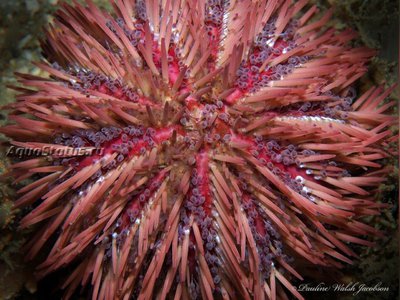 Фото Ёж Зеленый морской Lytechinus variegatus  (photo#142381)