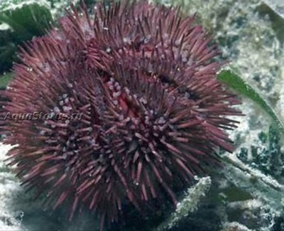 Фото Ёж Зеленый морской Lytechinus variegatus  (photo#142387)