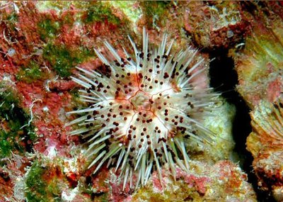 Ёж Полихромный морской ( Lytechinus williamsi)