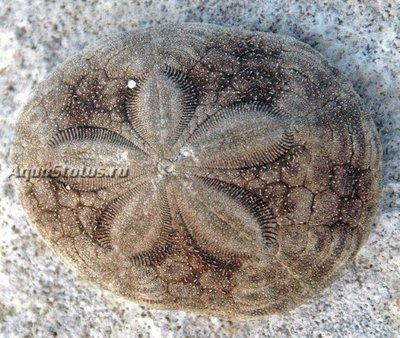 Ёж морской Красносердечный  ( Meoma ventricosa)