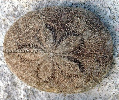Ёж морской Красносердечный  ( Meoma ventricosa)