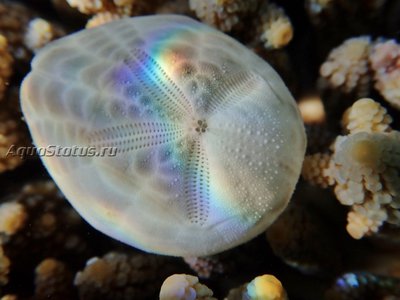 Ёж морской ( Metalia spatagus)